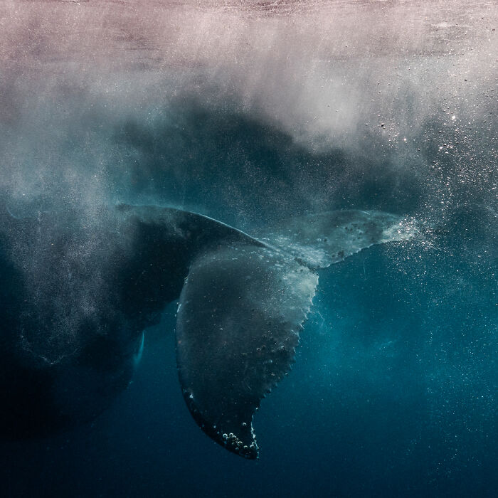 Wildlife Pics That Will Totally Make Your Jaw Drop