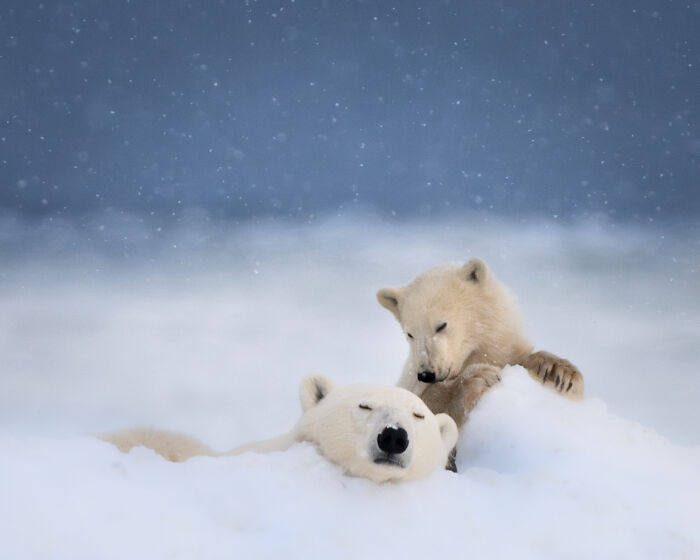 Wildlife Pics That Will Totally Make Your Jaw Drop