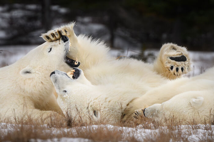 Wildlife Pics That Will Totally Make Your Jaw Drop