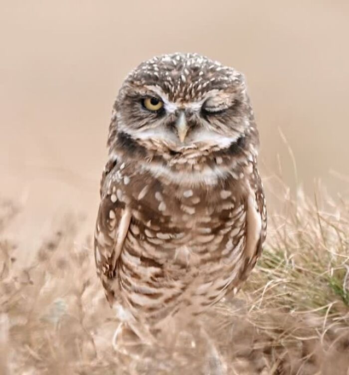 Wildlife Pics That Will Totally Make Your Jaw Drop