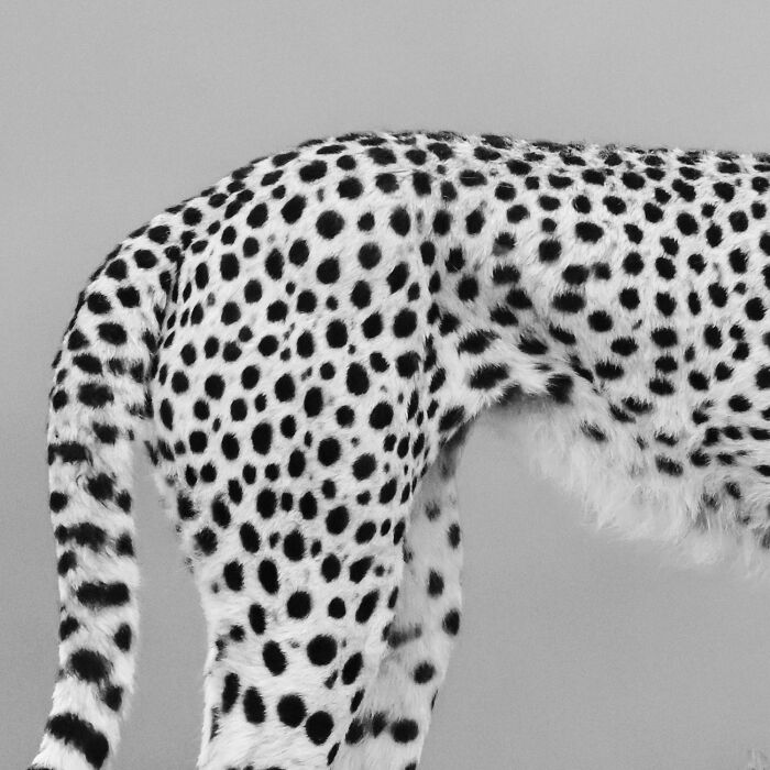 Wildlife Pics That Will Totally Make Your Jaw Drop