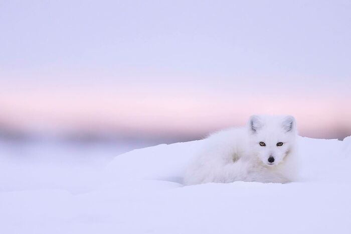 Wildlife Pics That Will Totally Make Your Jaw Drop