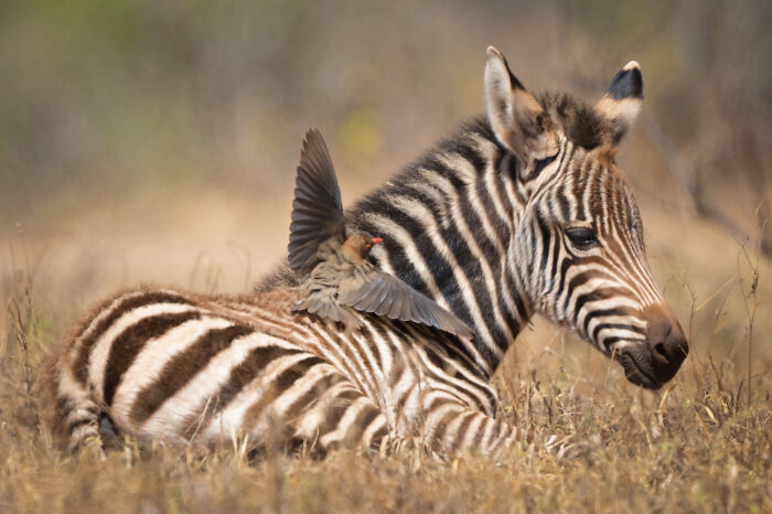 Wildlife Pics That Will Totally Make Your Jaw Drop