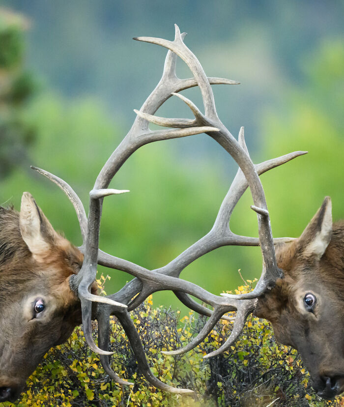 Wildlife Pics That Will Totally Make Your Jaw Drop