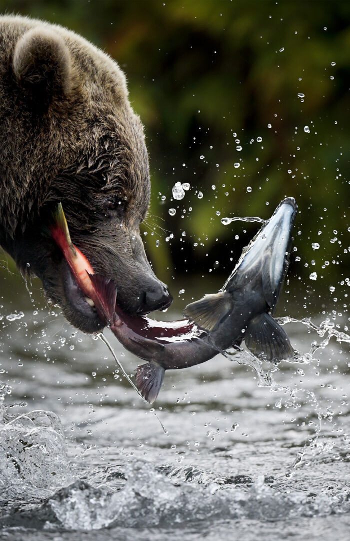 Wildlife Pics That Will Totally Make Your Jaw Drop
