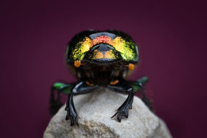 Wildlife Pics That Will Totally Make Your Jaw Drop