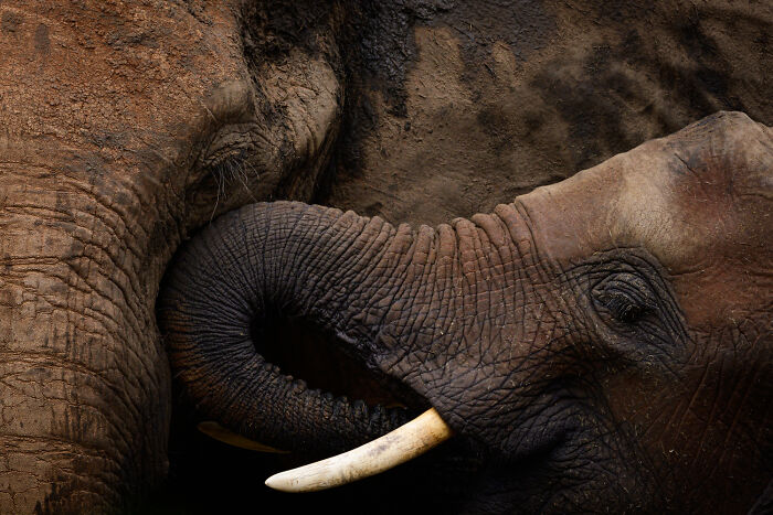 Wildlife Pics That Will Totally Make Your Jaw Drop
