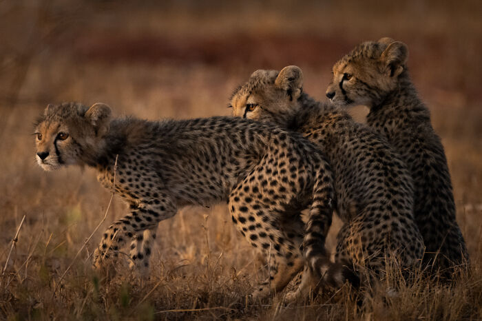 Wildlife Pics That Will Totally Make Your Jaw Drop