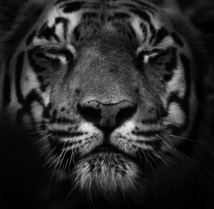 Wildlife Pics That Will Totally Make Your Jaw Drop