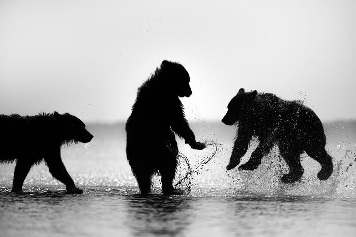 Wildlife Pics That Will Totally Make Your Jaw Drop