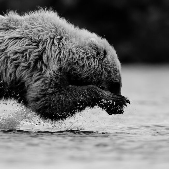 Wildlife Pics That Will Totally Make Your Jaw Drop