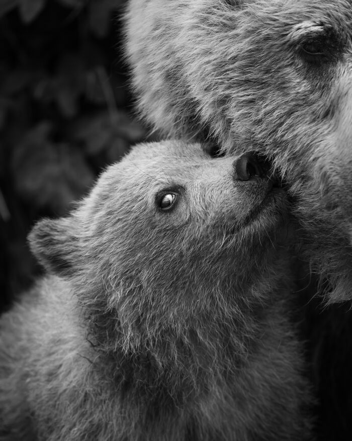 Wildlife Pics That Will Totally Make Your Jaw Drop