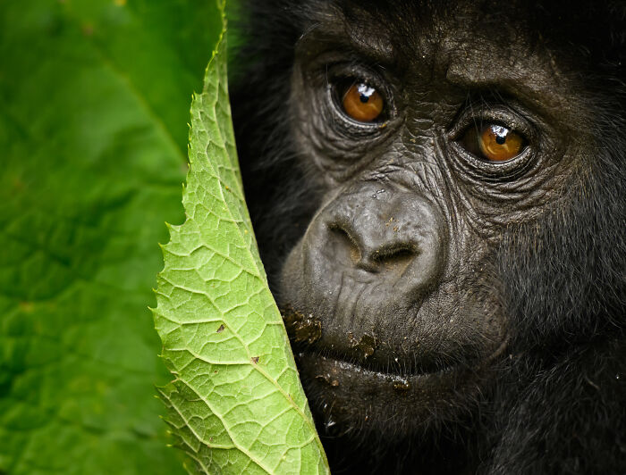Wildlife Pics That Will Totally Make Your Jaw Drop
