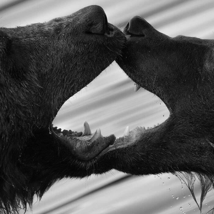 Wildlife Pics That Will Totally Make Your Jaw Drop