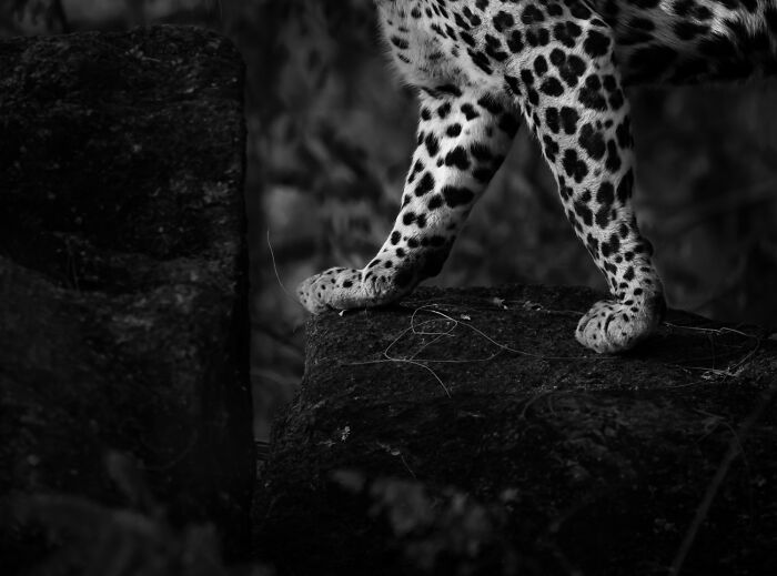Wildlife Pics That Will Totally Make Your Jaw Drop