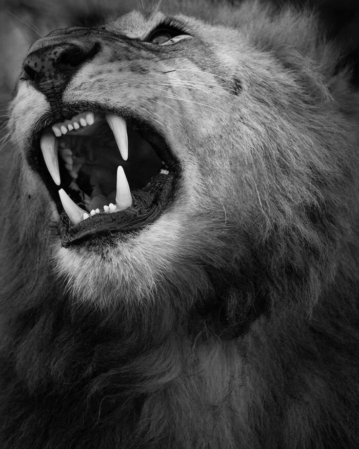 Wildlife Pics That Will Totally Make Your Jaw Drop