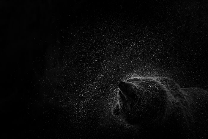 Wildlife Pics That Will Totally Make Your Jaw Drop