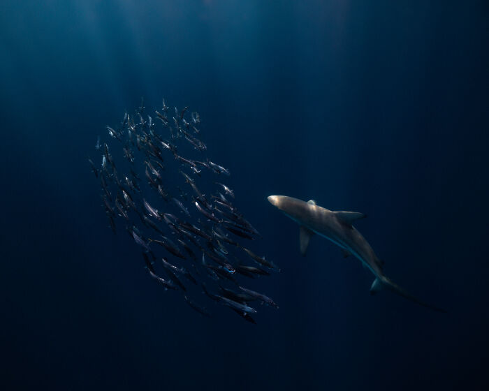 Wildlife Pics That Will Totally Make Your Jaw Drop