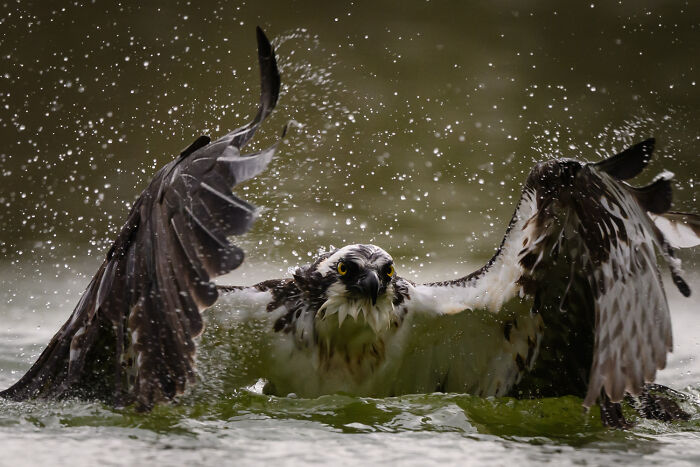 Wildlife Pics That Will Totally Make Your Jaw Drop
