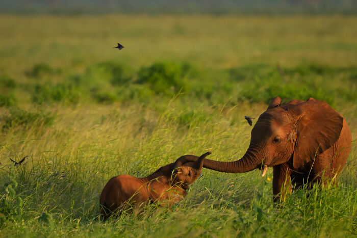 Wildlife Pics That Will Totally Make Your Jaw Drop