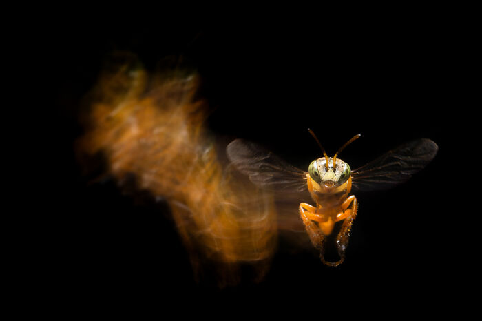 Wildlife Pics That Will Totally Make Your Jaw Drop
