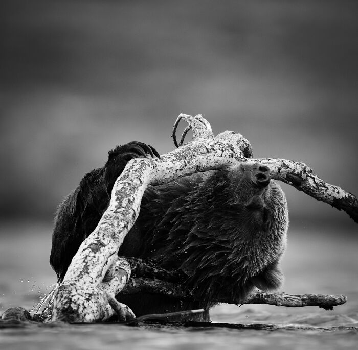 Wildlife Pics That Will Totally Make Your Jaw Drop