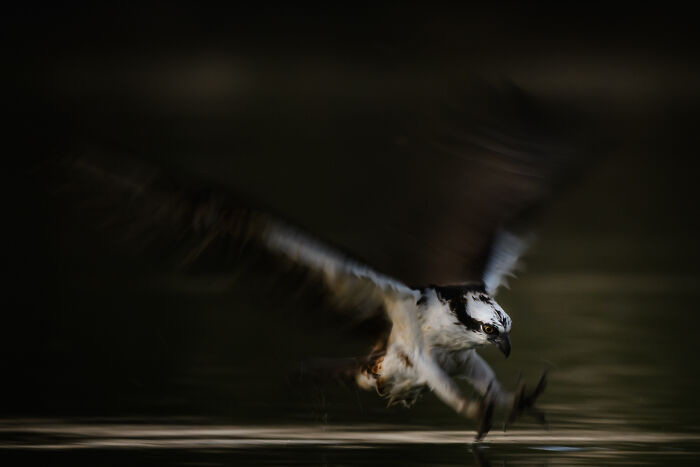 Wildlife Pics That Will Totally Make Your Jaw Drop