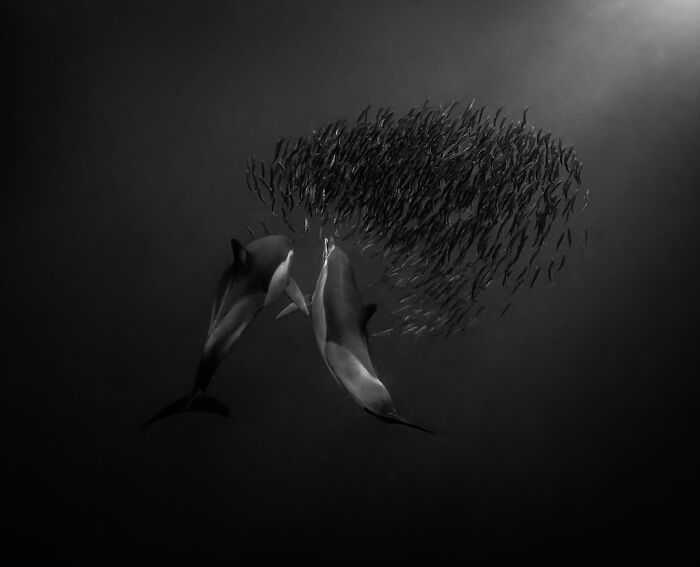 Wildlife Pics That Will Totally Make Your Jaw Drop