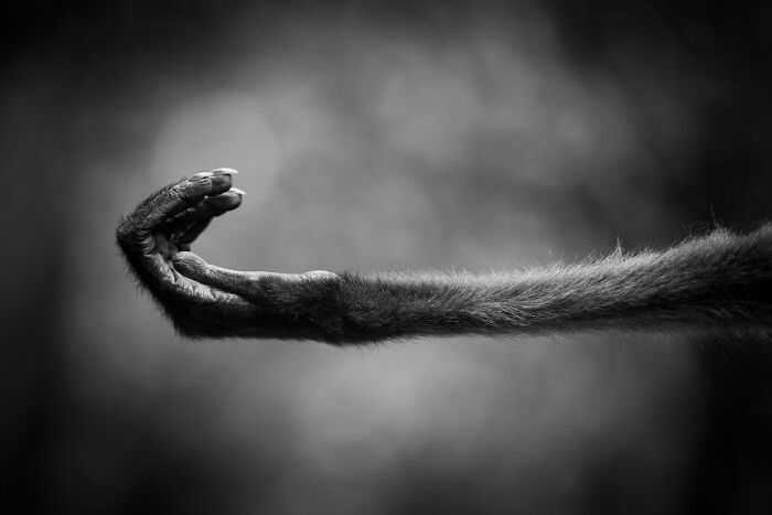 Wildlife Pics That Will Totally Make Your Jaw Drop