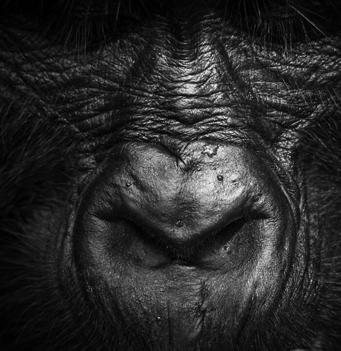 Wildlife Pics That Will Totally Make Your Jaw Drop