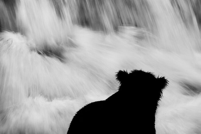 Wildlife Pics That Will Totally Make Your Jaw Drop