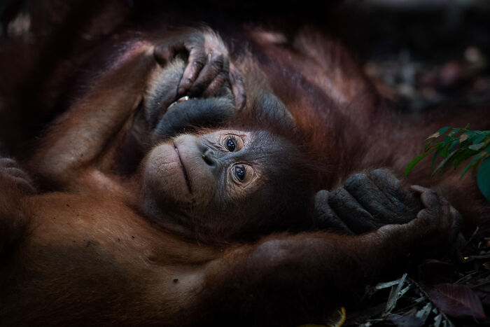 Wildlife Pics That Will Totally Make Your Jaw Drop