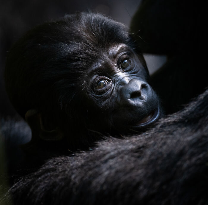 Wildlife Pics That Will Totally Make Your Jaw Drop
