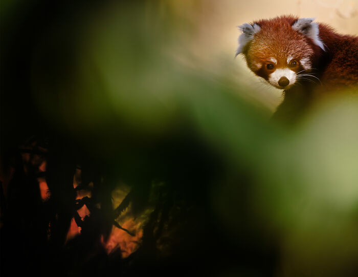 Wildlife Pics That Will Totally Make Your Jaw Drop