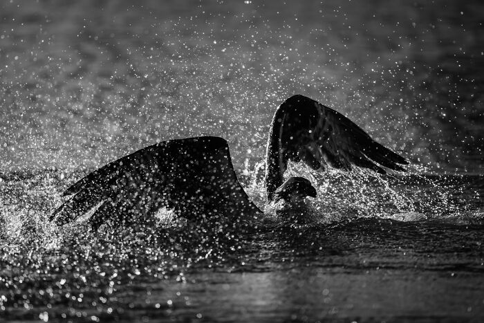 Wildlife Pics That Will Totally Make Your Jaw Drop