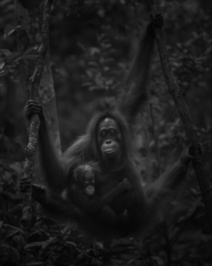 Wildlife Pics That Will Totally Make Your Jaw Drop