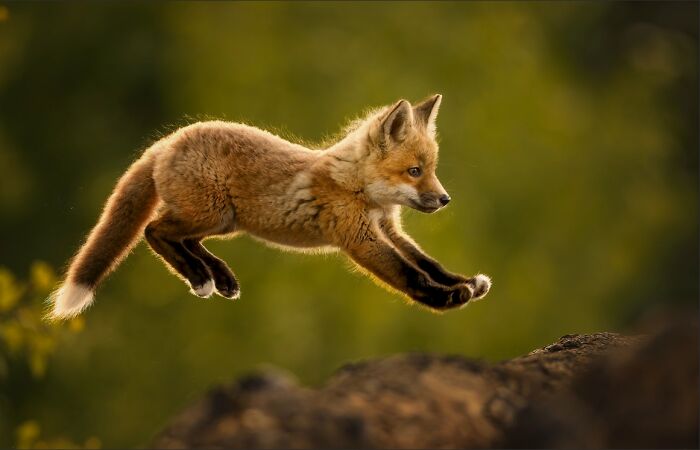 "Might As Well Jump" By Donna Feledichuk