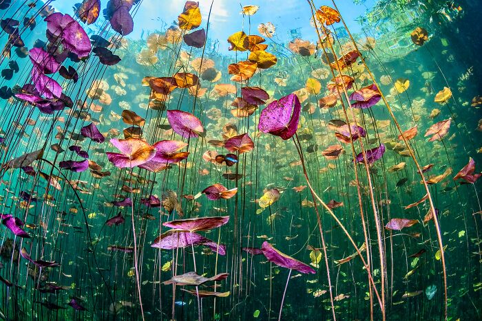 "Underwater Garden" By Ysabela Coll