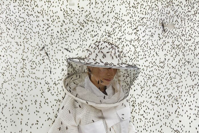"Insects, Architects Of A Sustainable Future" By Maud Delaflotte