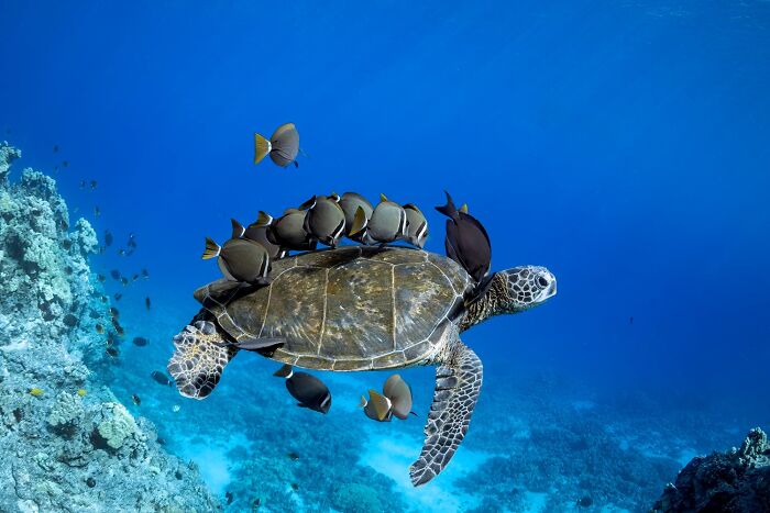 "Turtle Cleaners" By Don Hurzeler