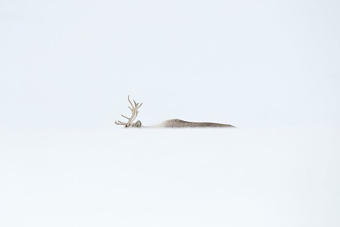 "The Fragile White Kingdom" By Roberta Pagano