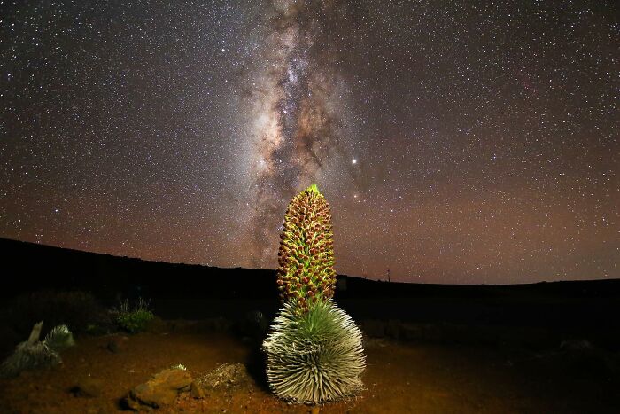 "Silversword And The Milky Way" By Aaron Lynton