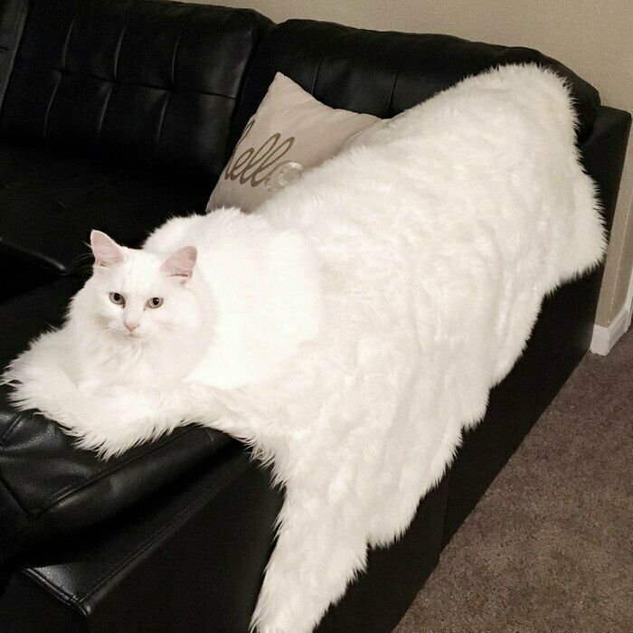Big Kitty Melting Into The Sofa (Too Cozy To Care)