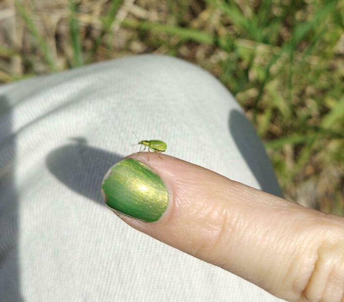 Nail And Little Beetle Fren: Nature’s Color Copycat