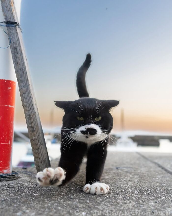 Wait, Nature Crashed the Street Photos—And It’s Hilariously Awesome!