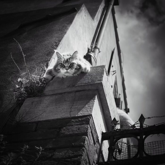 Wait, Nature Crashed the Street Photos—And It’s Hilariously Awesome!
