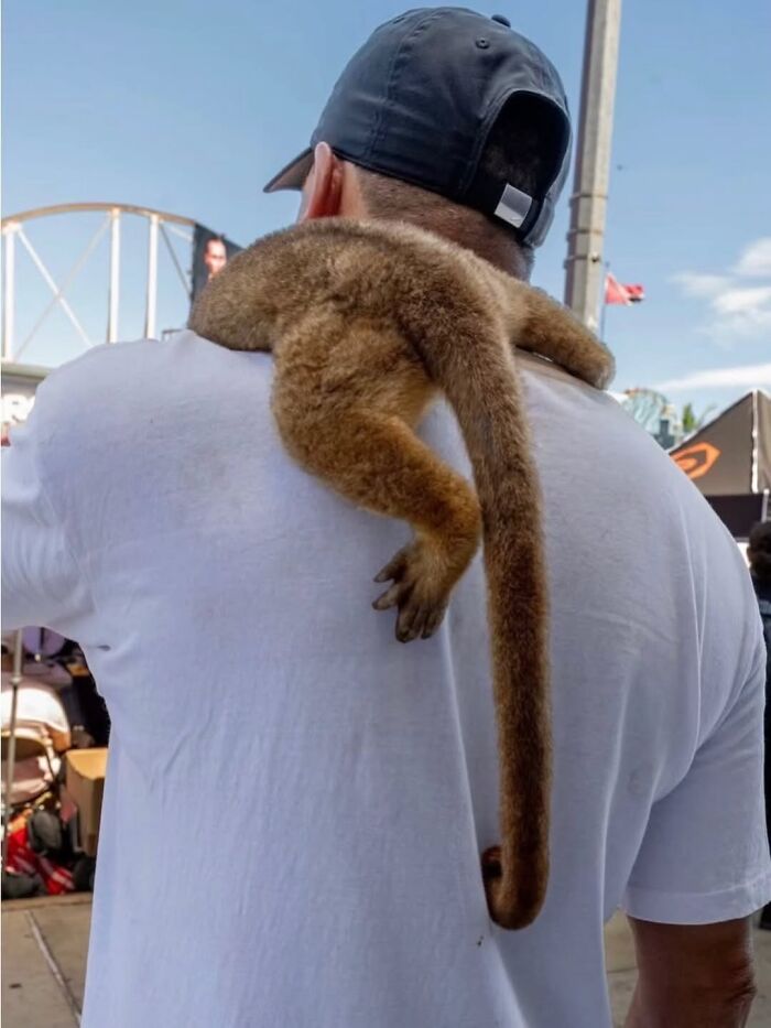 Wait, Nature Crashed the Street Photos—And It’s Hilariously Awesome!