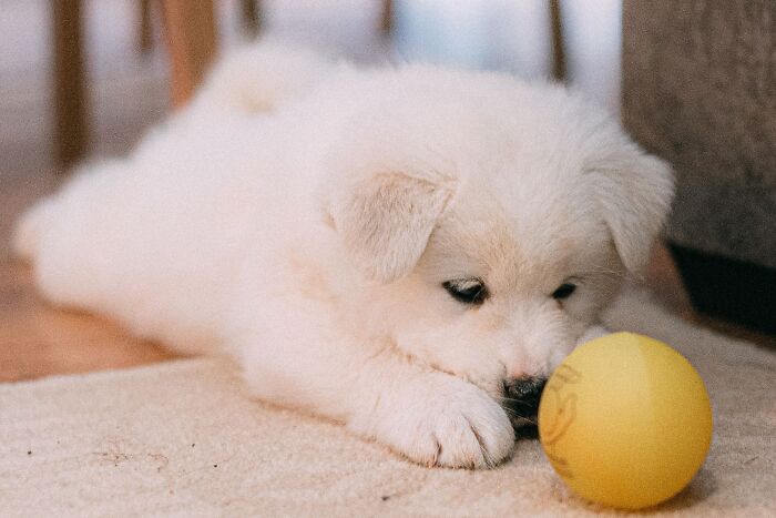 Quiet Dog = Totally Chill? Not Always!