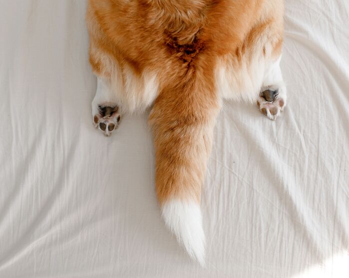 Tail Wagging = Happy? Sometimes, But Not Always!