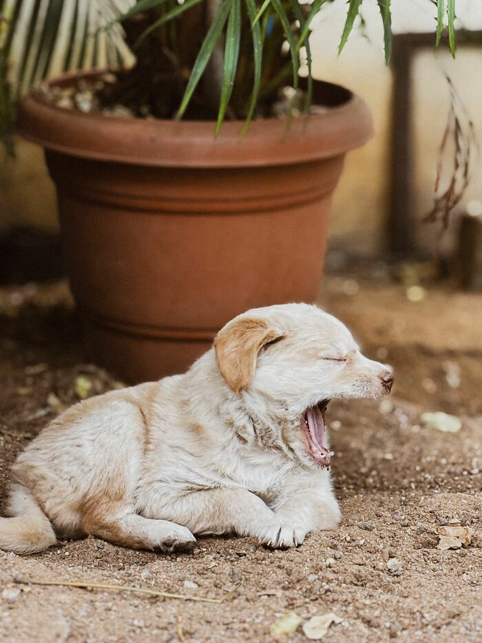 Yawning = Sleepy? Nope, Sometimes It’s Stress!